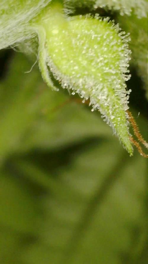 Grow#3 :). Week 9