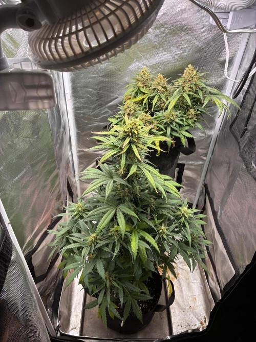 Grow#3 :). Week 9
