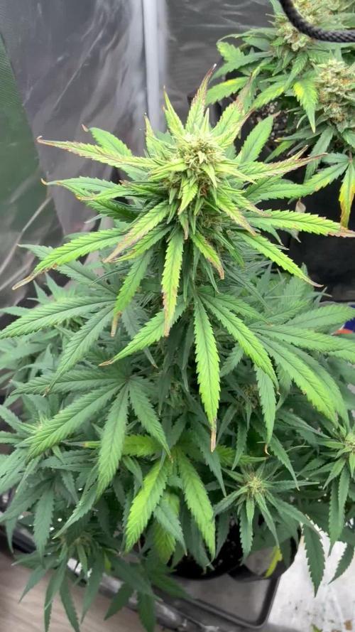Grow#3 :)