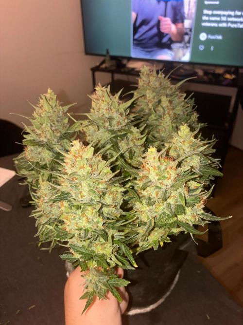 Grow#3 :). Week 10