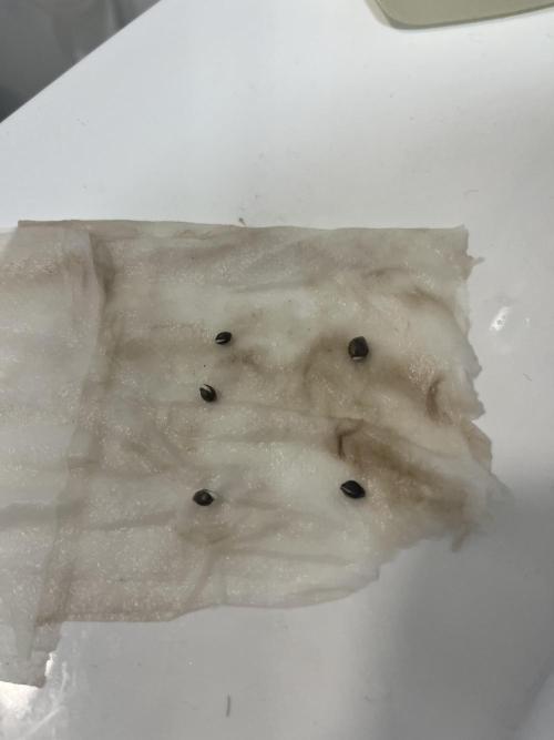 Phil’s 42fastbuds auto RF3 mix pack. Week 0