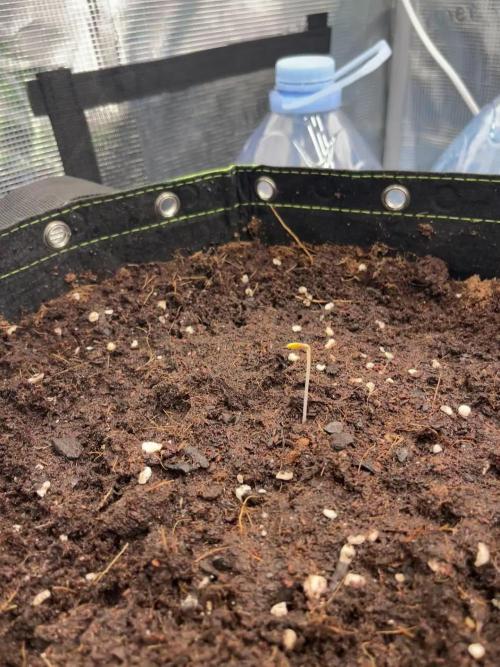 Phil’s 42fastbuds auto RF3 mix pack