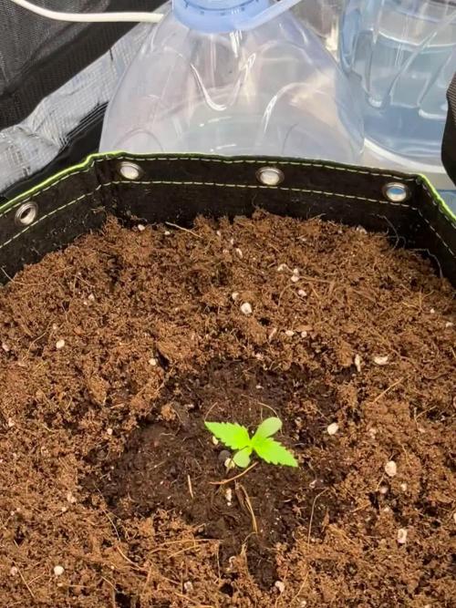 Phil’s 42fastbuds auto RF3 mix pack