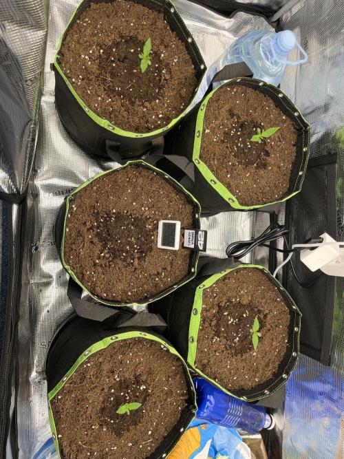 Phil’s 42fastbuds auto RF3 mix pack. Week 1