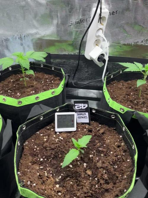 Phil’s 42fastbuds auto RF3 mix pack