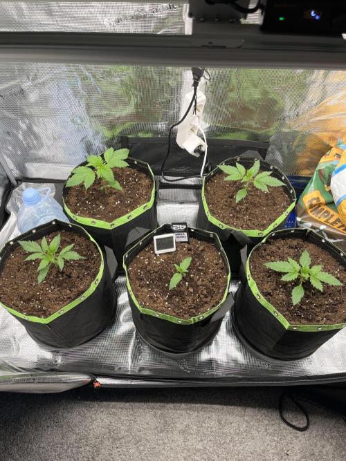 Phil’s 42fastbuds auto RF3 mix pack. Week 2