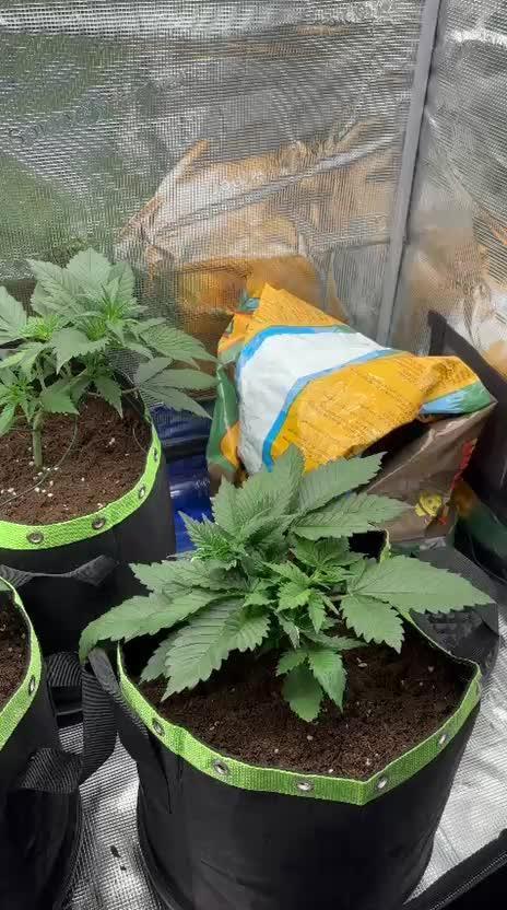 Phil’s 42fastbuds auto RF3 mix pack