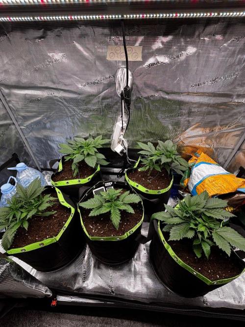 Phil’s 42fastbuds auto RF3 mix pack. Week 3
