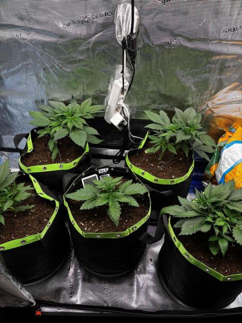 Phil’s 42fastbuds auto RF3 mix pack. Week 3