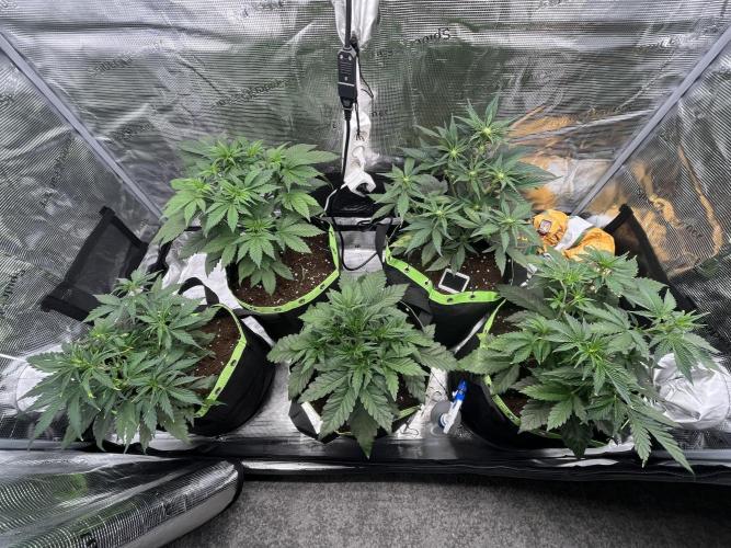 Phil’s 42fastbuds auto RF3 mix pack. Week 4