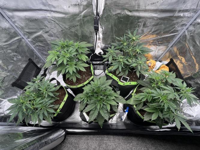 Phil’s 42fastbuds auto RF3 mix pack. Week 4