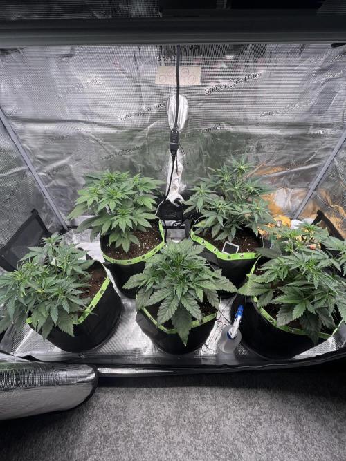 Phil’s 42fastbuds auto RF3 mix pack. Week 4