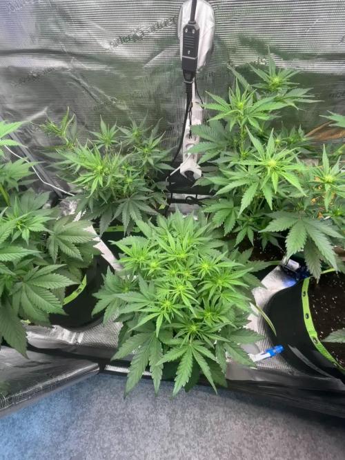 Phil’s 42fastbuds auto RF3 mix pack