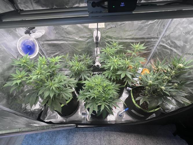 Phil’s 42fastbuds auto RF3 mix pack. Week 5