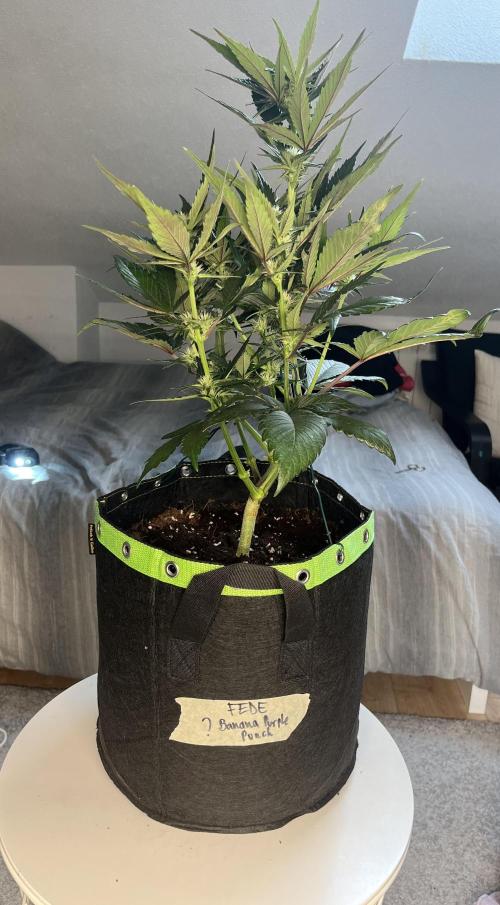 Phil’s 42fastbuds auto RF3 mix pack. Week 5