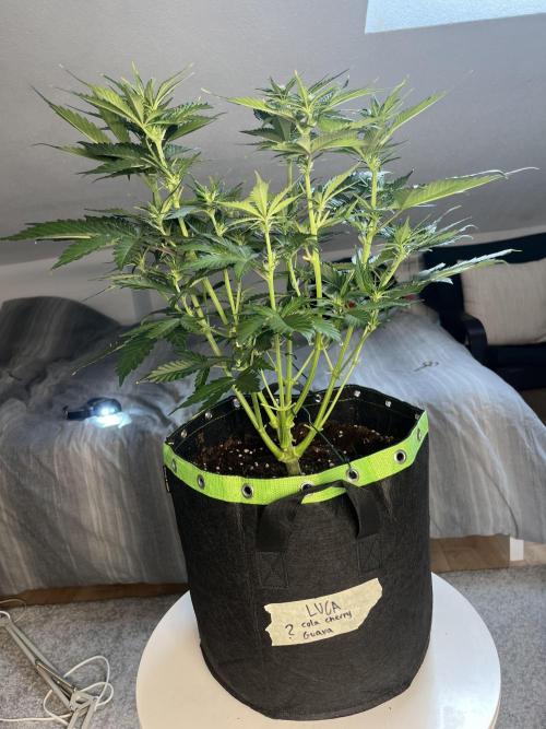 Phil’s 42fastbuds auto RF3 mix pack. Week 5
