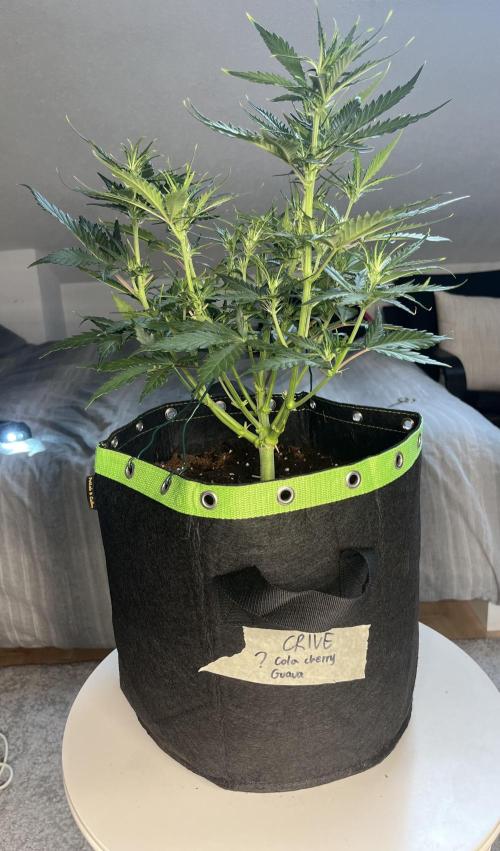 Phil’s 42fastbuds auto RF3 mix pack. Week 5