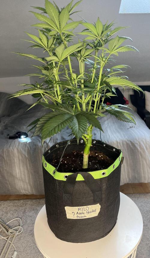 Phil’s 42fastbuds auto RF3 mix pack. Week 5