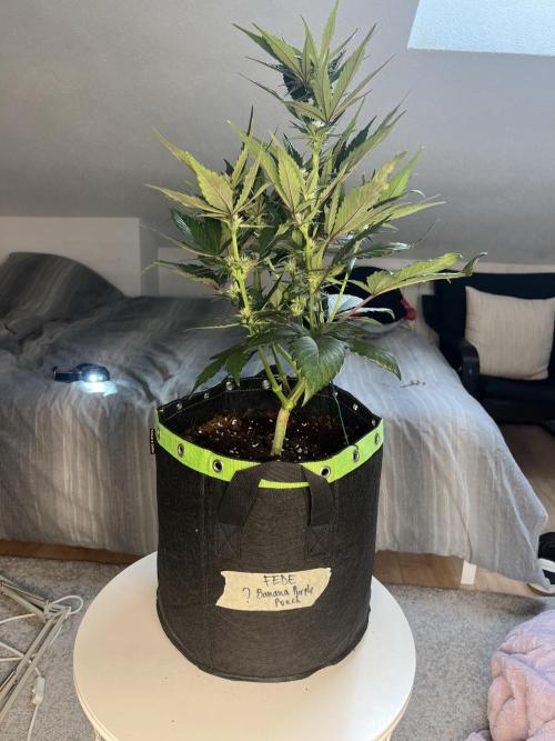 Phil’s 42fastbuds auto RF3 mix pack. Week 5