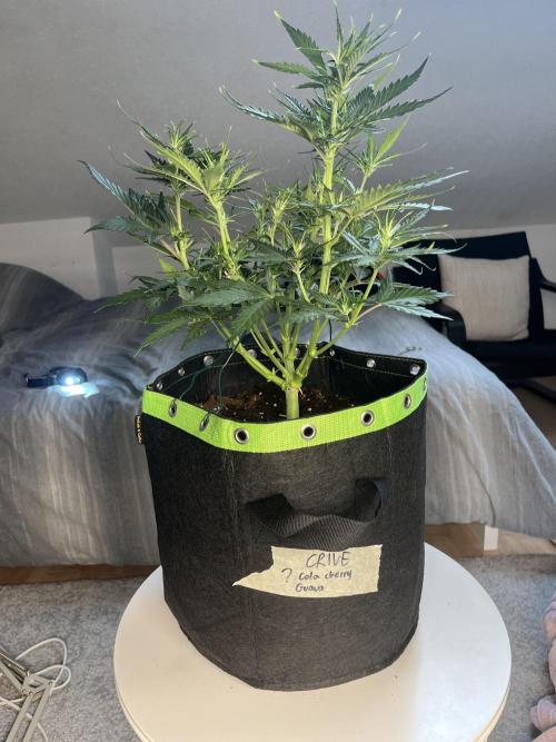 Phil’s 42fastbuds auto RF3 mix pack. Week 5
