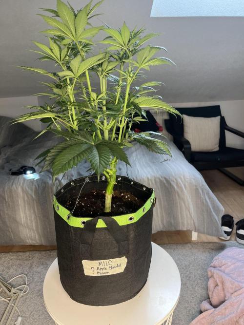 Phil’s 42fastbuds auto RF3 mix pack. Week 5