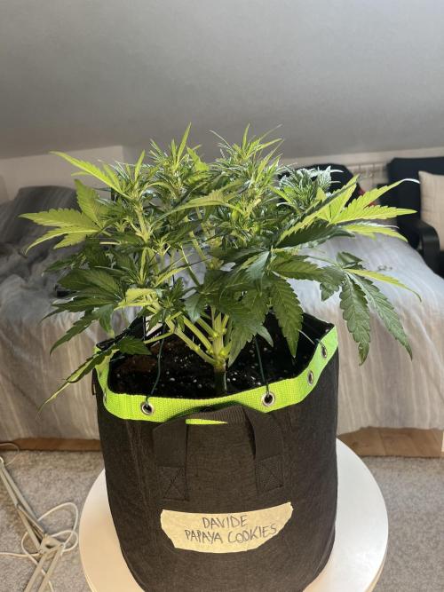 Phil’s 42fastbuds auto RF3 mix pack. Week 5