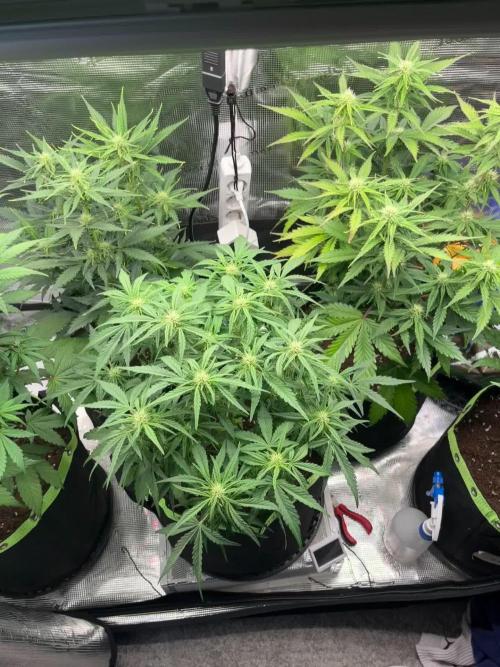 Phil’s 42fastbuds auto RF3 mix pack