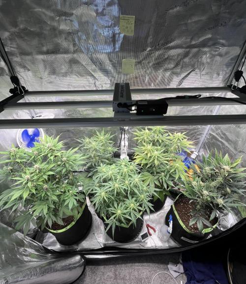 Phil’s 42fastbuds auto RF3 mix pack. Week 6
