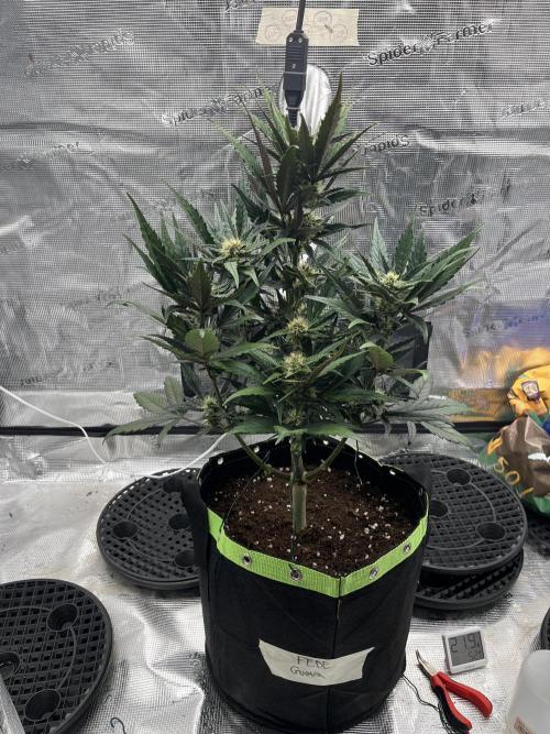 Phil’s 42fastbuds auto RF3 mix pack. Week 6