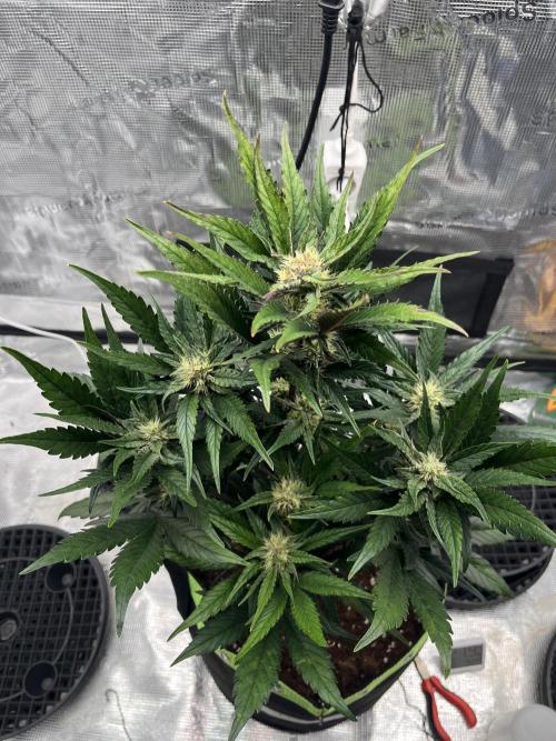 Phil’s 42fastbuds auto RF3 mix pack. Week 6
