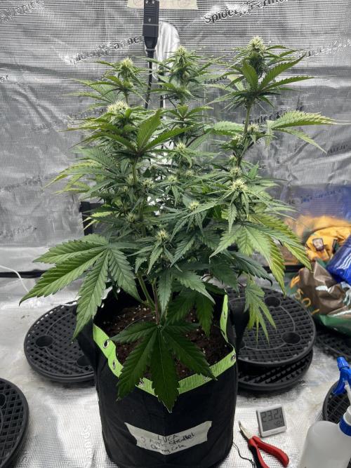 Phil’s 42fastbuds auto RF3 mix pack. Week 6