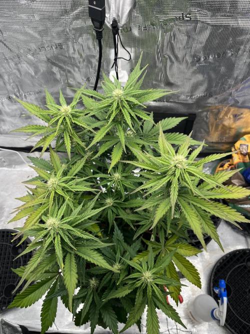 Phil’s 42fastbuds auto RF3 mix pack. Week 6