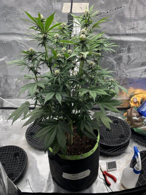 Phil’s 42fastbuds auto RF3 mix pack. Week 6