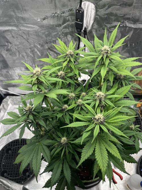 Phil’s 42fastbuds auto RF3 mix pack. Week 6