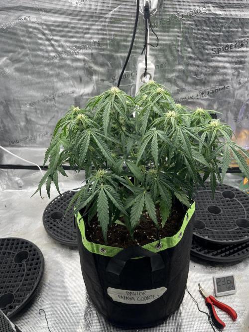 Phil’s 42fastbuds auto RF3 mix pack. Week 6