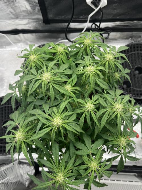 Phil’s 42fastbuds auto RF3 mix pack. Week 6