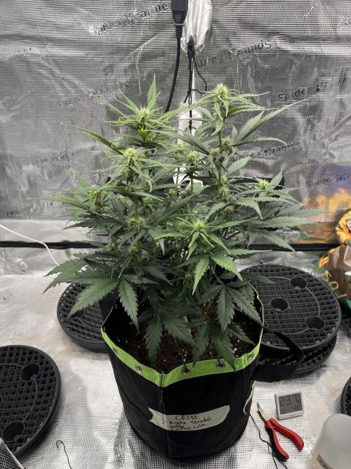 Phil’s 42fastbuds auto RF3 mix pack. Week 6
