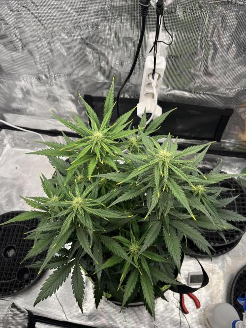 Phil’s 42fastbuds auto RF3 mix pack. Week 6