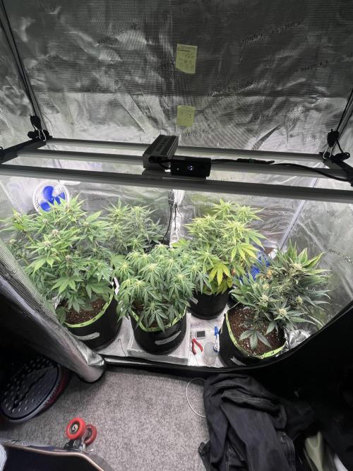 Phil’s 42fastbuds auto RF3 mix pack. Week 6