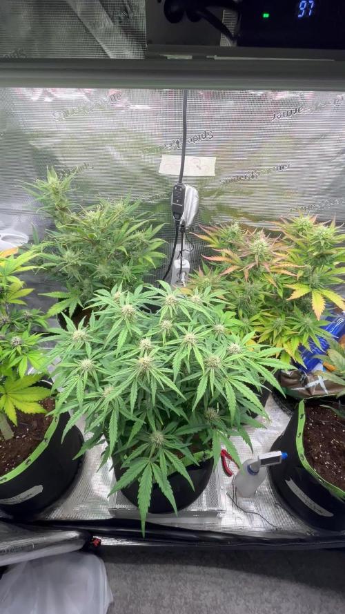 Phil’s 42fastbuds auto RF3 mix pack
