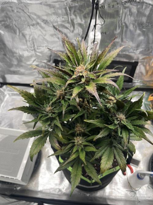 Phil’s 42fastbuds auto RF3 mix pack. Week 7