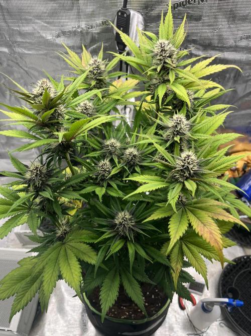 Phil’s 42fastbuds auto RF3 mix pack. Week 7