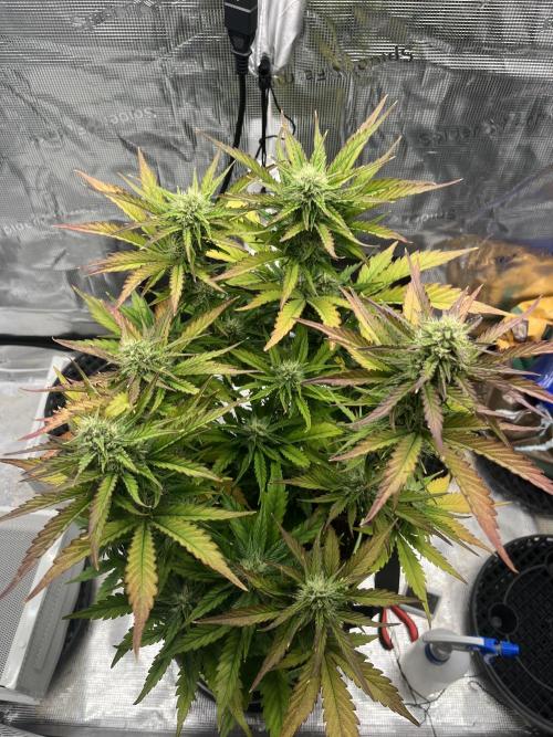 Phil’s 42fastbuds auto RF3 mix pack. Week 7