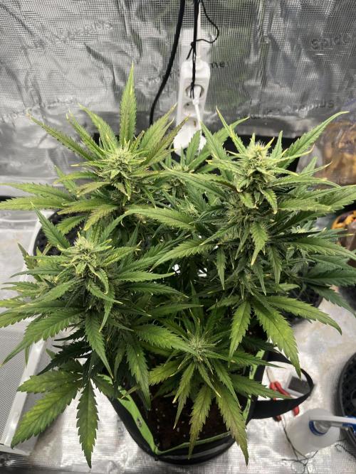 Phil’s 42fastbuds auto RF3 mix pack. Week 7