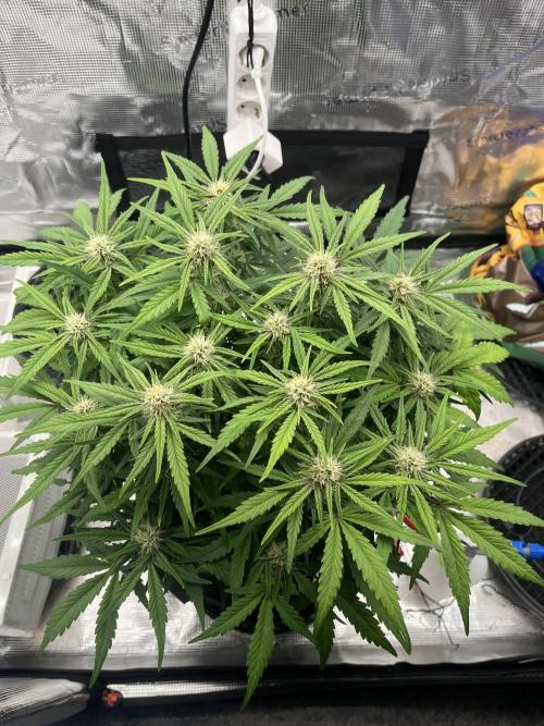 Phil’s 42fastbuds auto RF3 mix pack. Week 7