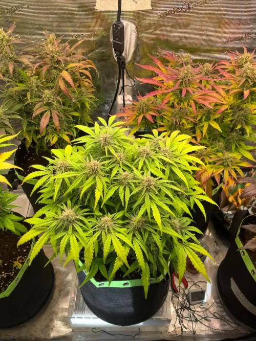 Phil’s 42fastbuds auto RF3 mix pack