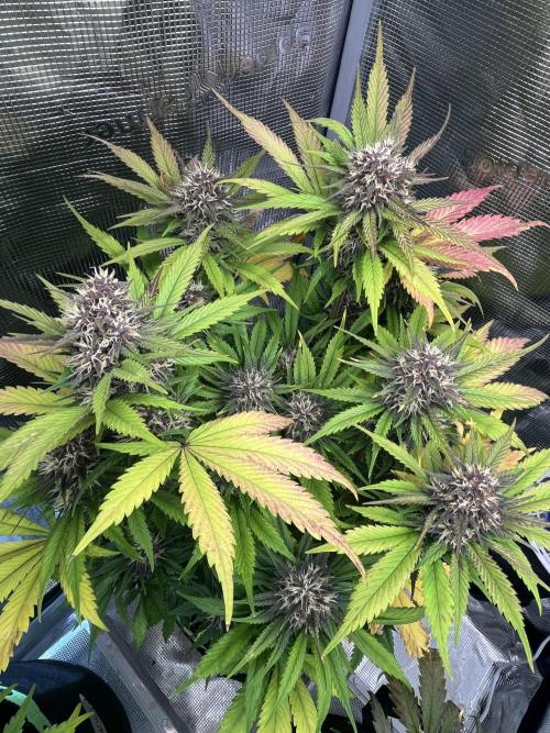 Phil’s 42fastbuds auto RF3 mix pack. Week 8