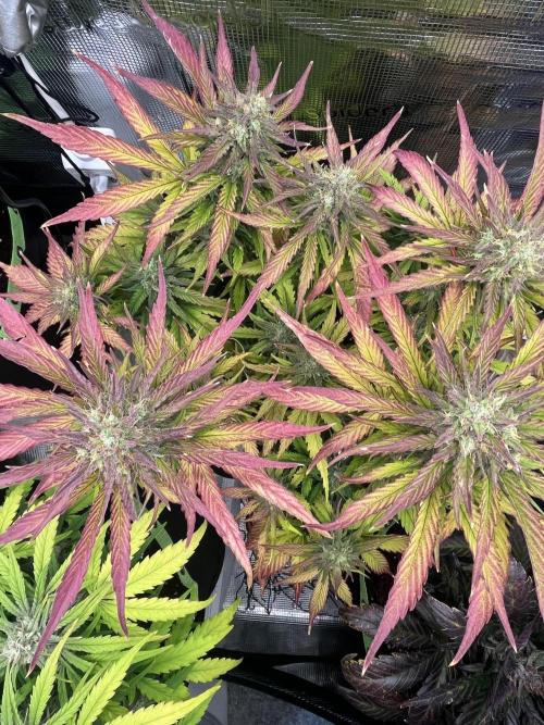 Phil’s 42fastbuds auto RF3 mix pack. Week 8
