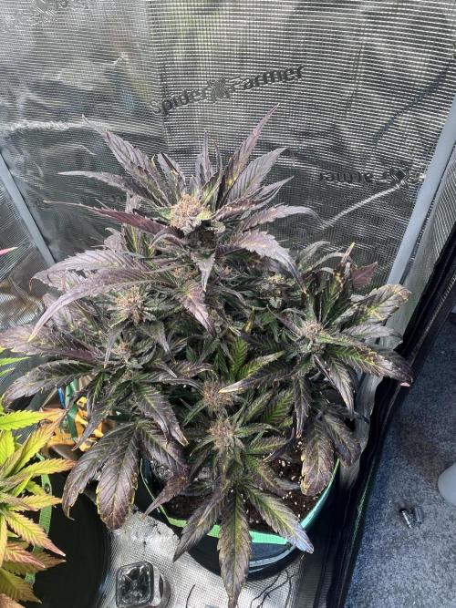 Phil’s 42fastbuds auto RF3 mix pack. Week 8