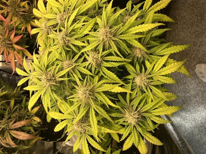 Phil’s 42fastbuds auto RF3 mix pack. Week 8